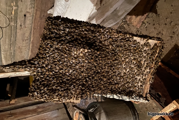 роение на пасеки